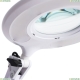 Настольная лампа A2013LT-1WH ★Arte Lamp, Белый► — Купить▼